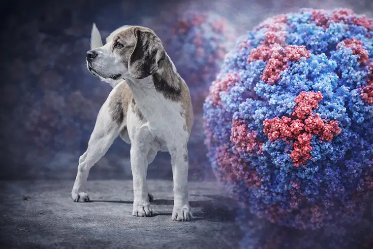 Fästingvirus kopplas till döda valpar hos dräktig hund