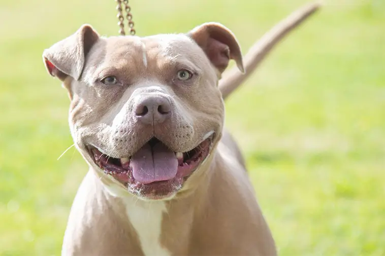 För full för att ta hand om hund – får föreläggande av Länsstyrelsen