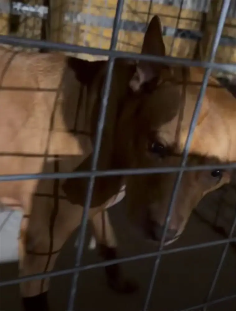 Lämnades med handskrivet brev – orden om äldre hunden berör tusentals