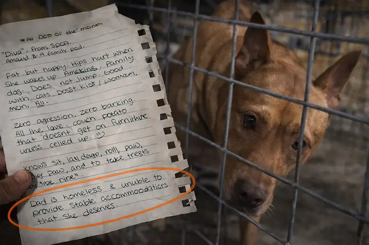 Lämnades med handskrivet brev – orden om äldre hunden berör tusentals