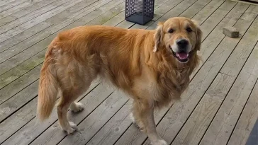 Hund bortrövad under promenad – familjen i chock: ”Hon slet kopplet och försvann”