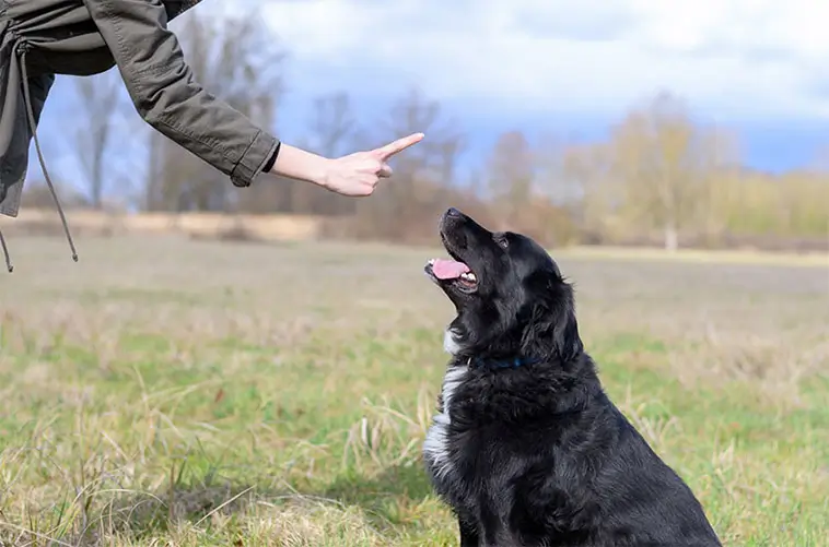 Hundexperten: Det här kommandot kan rädda din hunds liv