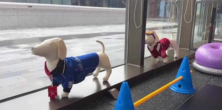 Hundgym boomar i Kina – löpband, spa och personlig tränare