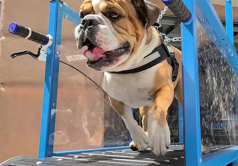 Hundgym boomar i Kina – löpband, spa och personlig tränare