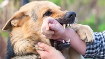 Studie varnar: Hundskador ökar – forskare vill se nya regler