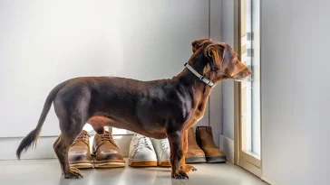 Hur länge får en hund vara ensam hemma enligt lag?