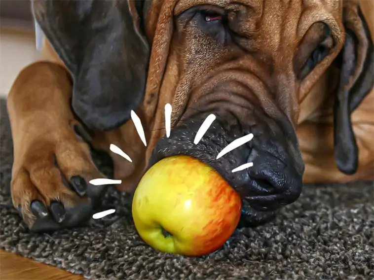 Kan hundar äta äpple? Det här bör du veta först