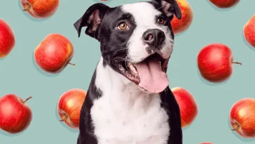 Kan hundar äta äpple? Det här bör du veta först