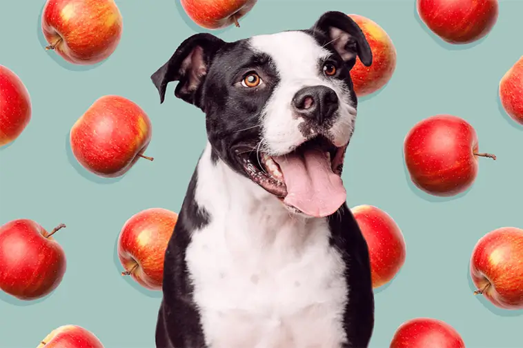 Kan hundar äta äpple? Det här bör du veta först