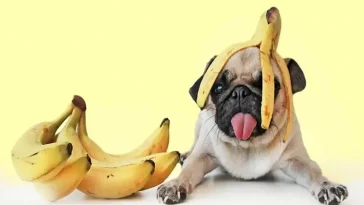 Kan hundar äta banan – är det nyttigt eller något man bör undvika?