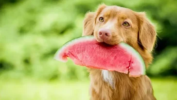 Kan hundar äta melon? Så säkert är det att ge din hund den saftiga frukten