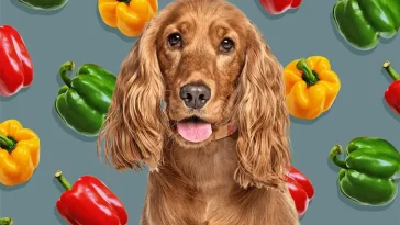 Kan hundar äta paprika – är det säkert eller farligt?