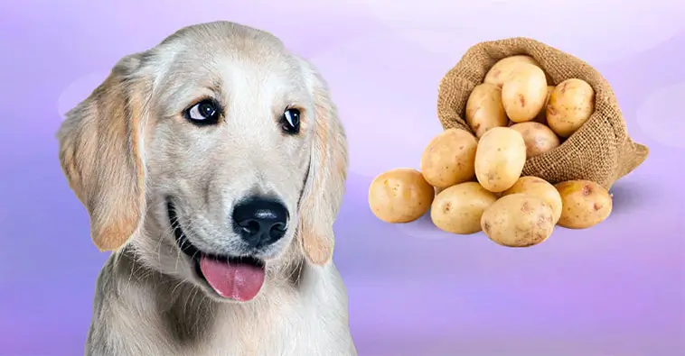 Kan hundar äta potatis? Det här bör du veta