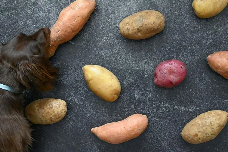 Kan hundar äta potatis? Det här bör du veta