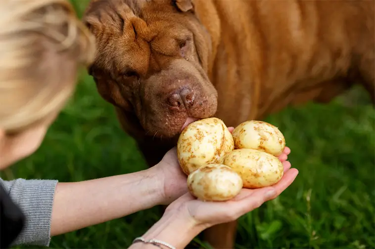 Kan hundar äta potatis? Det här bör du veta