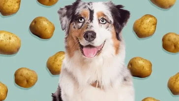 Kan hundar äta potatis? Det här bör du veta