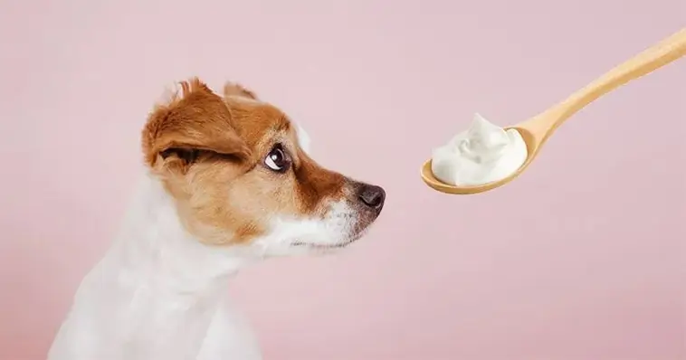 Kan hundar äta yoghurt? Det här bör du veta