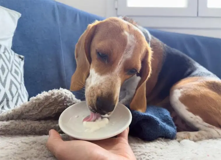 Kan hundar äta yoghurt? Det här bör du veta