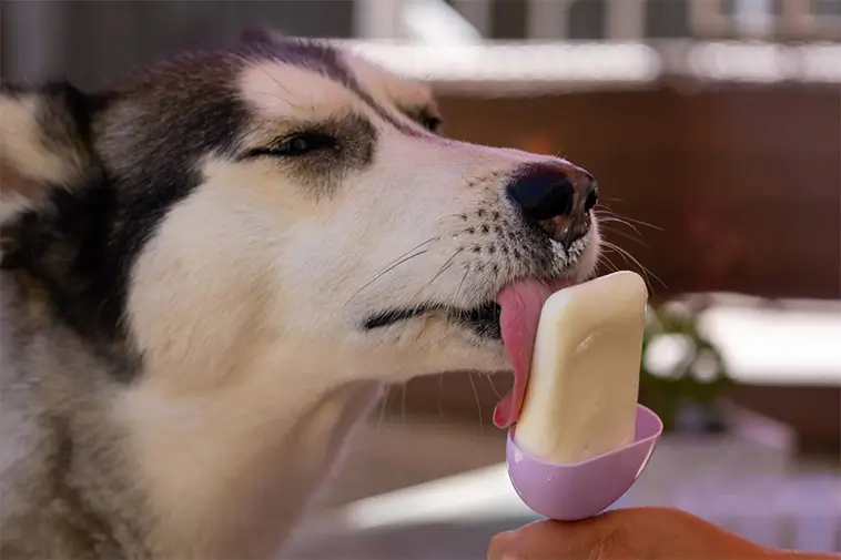 Kan hundar äta yoghurt? Det här bör du veta