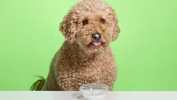 Kan hundar äta yoghurt? Det här bör du veta