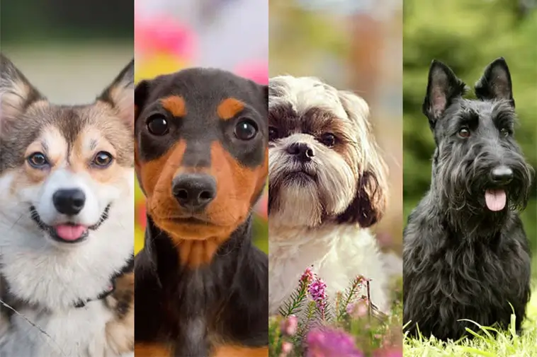 Prime Video inför reklam – betala extra för en annonsfri upplevelse