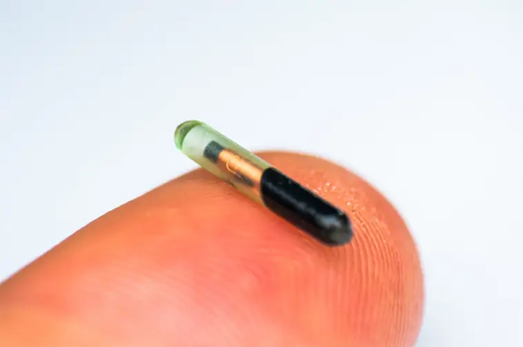 Nya EU-krav på mikrochip – så påverkas hundägare framöver