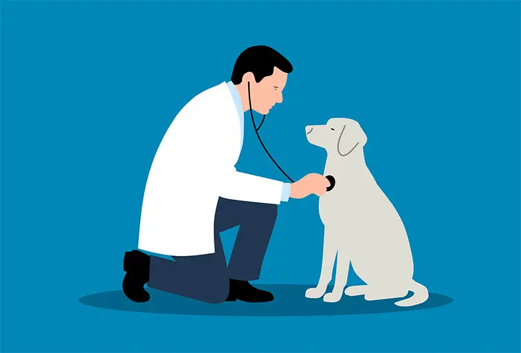 SKK: Nya förslag kan göra veterinärvården mer transparent