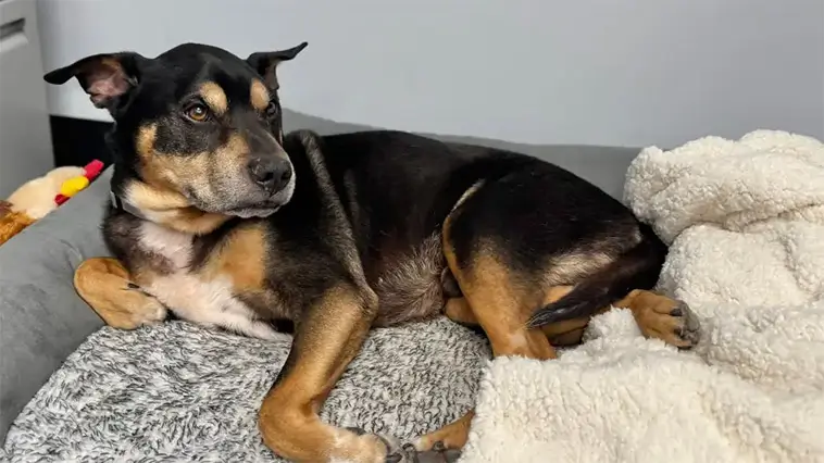 Polisstation räddade övergiven hund – blev ny kollega