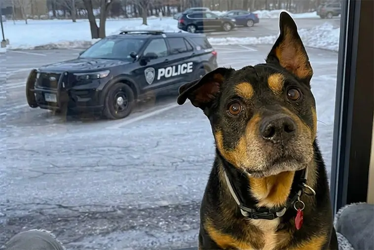 Polisstation räddade övergiven hund – blev ny kollega