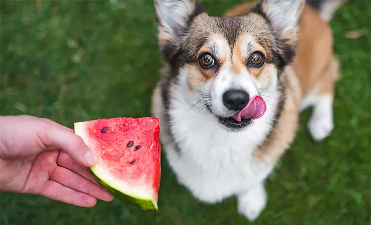 Fem frukter din hund kan äta – veterinären listar nyttiga favoriter