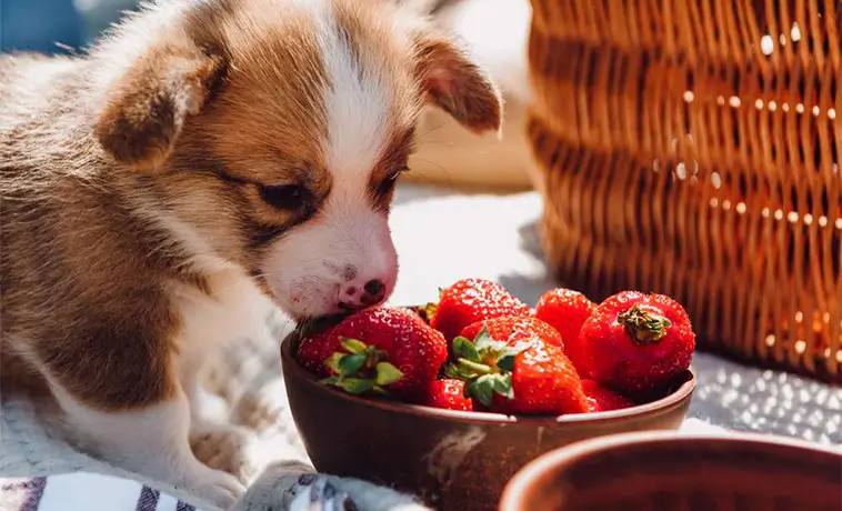 Fem frukter din hund kan äta – veterinären listar nyttiga favoriter