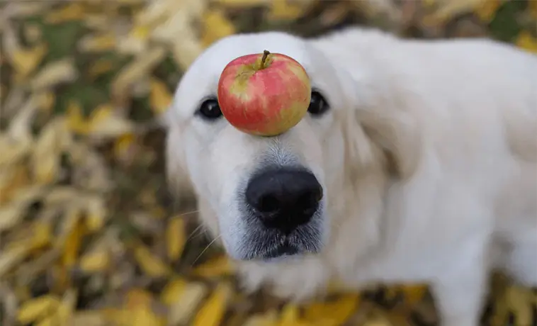 Fem frukter din hund kan äta – veterinären listar nyttiga favoriter