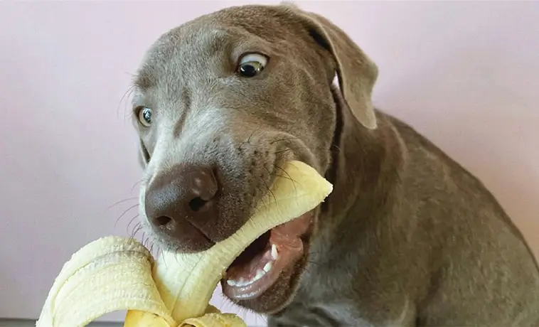 Fem frukter din hund kan äta – veterinären listar nyttiga favoriter