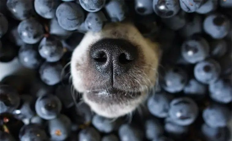 Fem frukter din hund kan äta – veterinären listar nyttiga favoriter