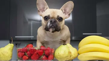 Fem frukter din hund kan äta – veterinären listar nyttiga favoriter
