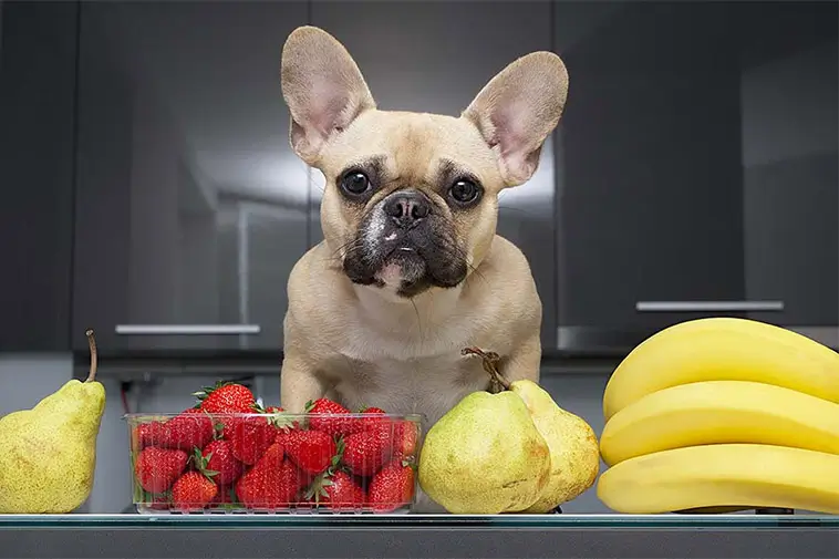 Fem frukter din hund kan äta – veterinären listar nyttiga favoriter