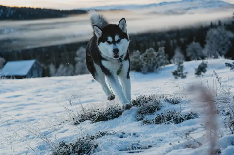 Hundfrisören varnar: Därför ska du inte raka de här 14 hundraserna