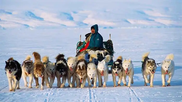Alaskan Malamute – kraft, historia och en egen vilja