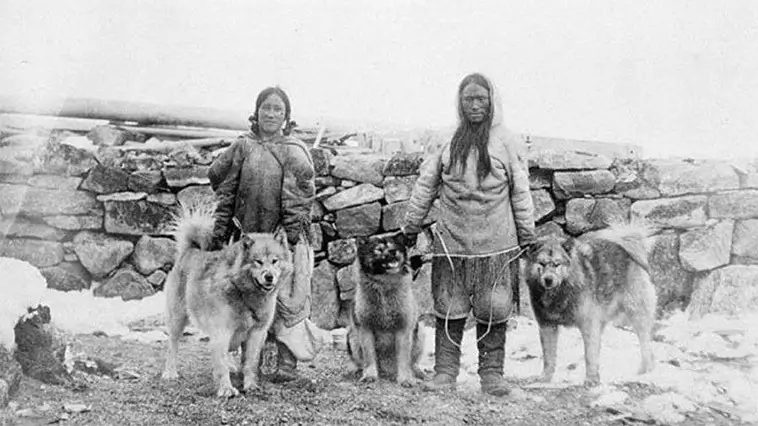 Alaskan Malamute – kraft, historia och en egen vilja