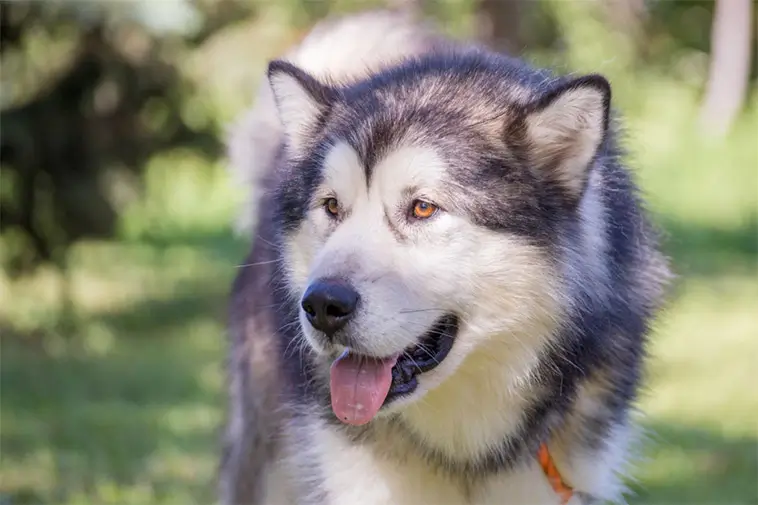 Alaskan Malamute – kraft, historia och en egen vilja