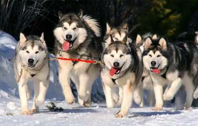 Alaskan Malamute – kraft, historia och en egen vilja