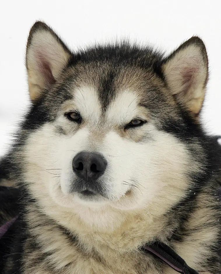 Alaskan Malamute – kraft, historia och en egen vilja