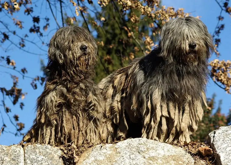 Bergamasco: en levande bit av Alpernas historia