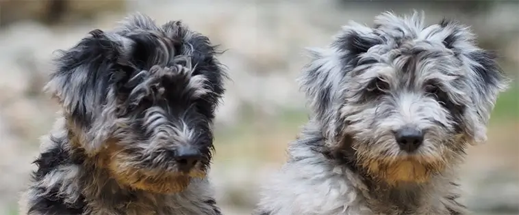 Bergamasco: en levande bit av Alpernas historia