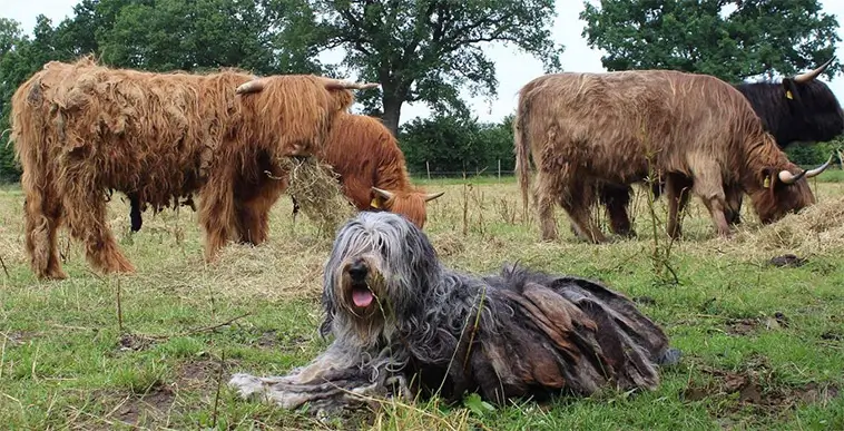 Bergamasco: en levande bit av Alpernas historia