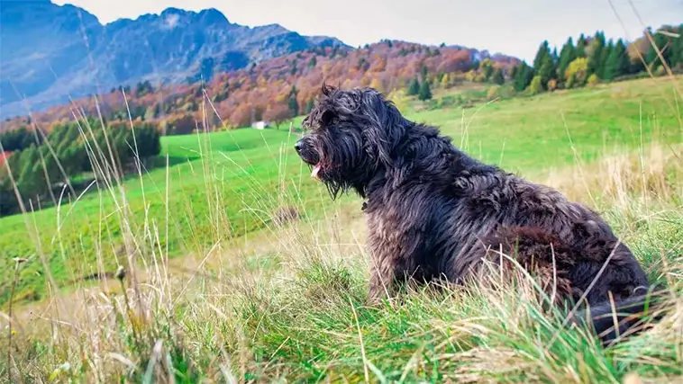 Bergamasco: en levande bit av Alpernas historia