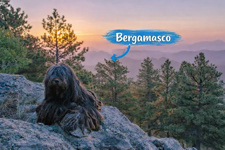 Bergamasco: en levande bit av Alpernas historia