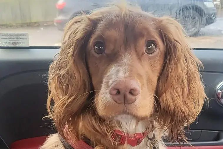 Hunden som räddade hennes liv – upptäckte cancer före läkarna