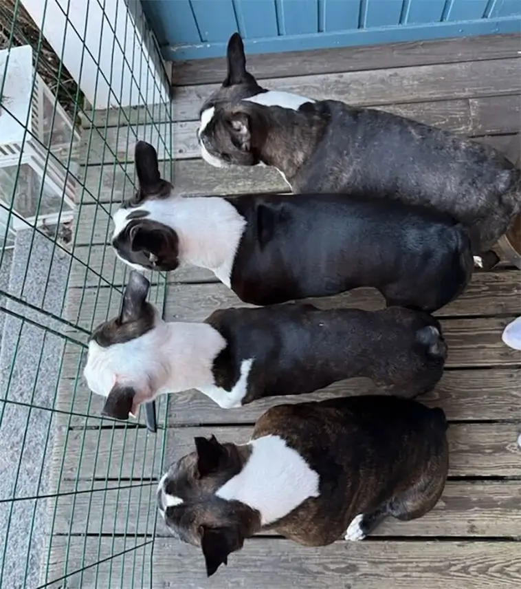 Fredrick Federleys hund död efter attack i hemmet