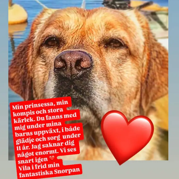 Sorg hos Hundcoachen Fredrik Steen – Lilla Nymo har somnat in